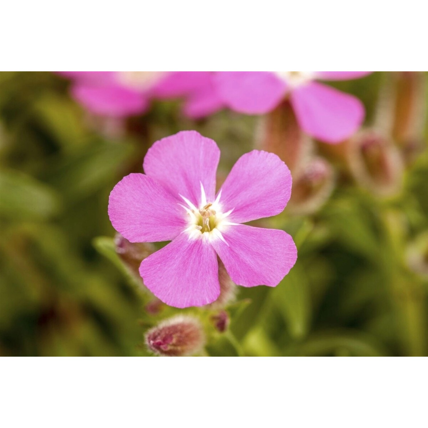 Saponaria Ocymoides Seifenkraut Rosa Blüten Ca. 9x9 cm Topf günstig online kaufen