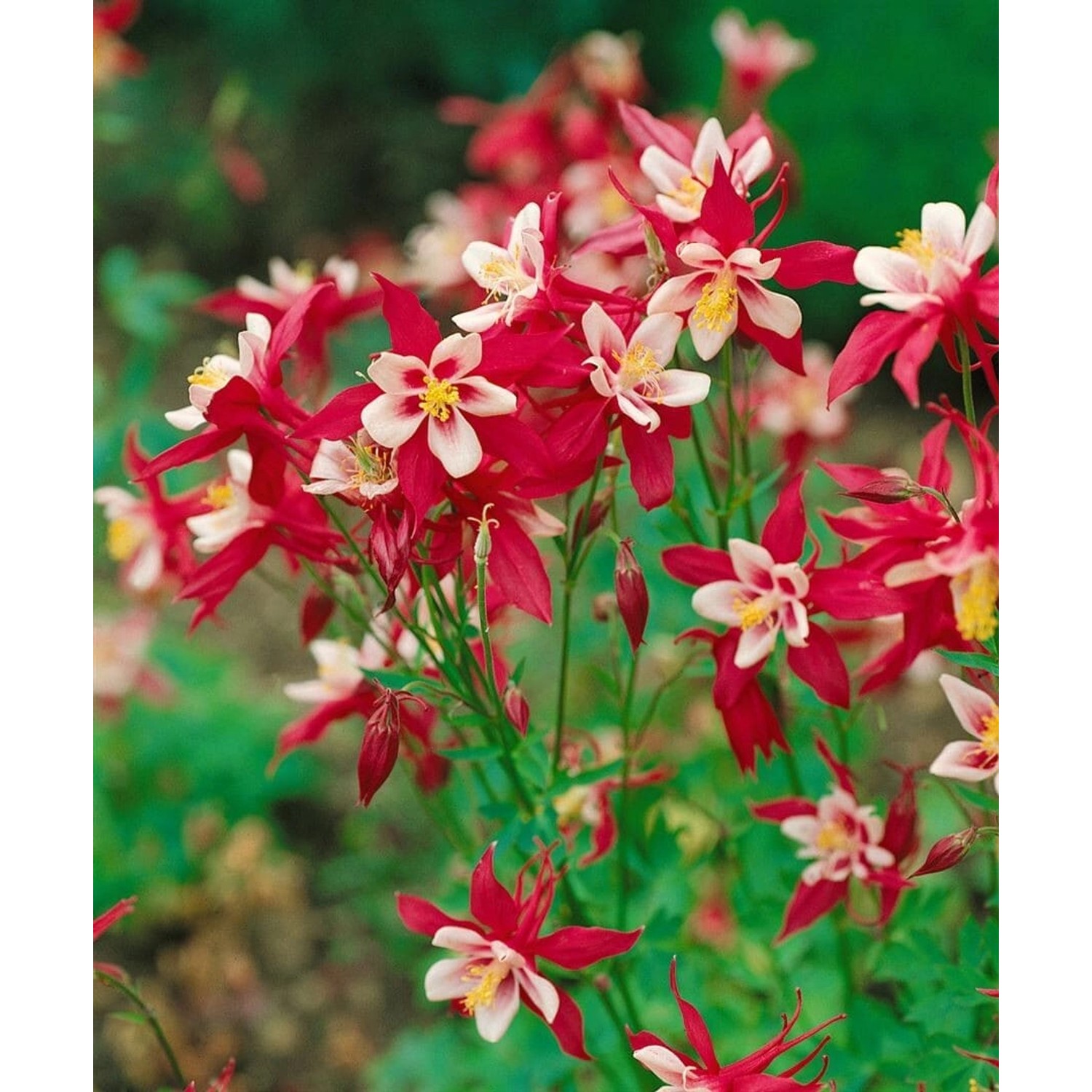 Aquilegia Caerulea Mckana Akelei Ca. 9x9 cm Topf günstig online kaufen