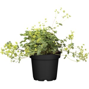 Zwergiger Frauenmantel (Alchemilla erythropoda) im Topf, eine dekorative Staude für Steingärten und Beete.