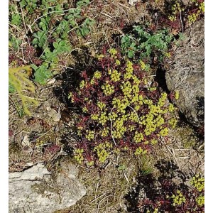 Zypressen-Wolfsmilch 'Fens Ruby' Staude mit gelben Blüten und roten Stielen.