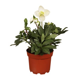 Christrose 'Christmas Carol' im Topf, weiße Blüte mit gelber Mitte und grünen Blättern.