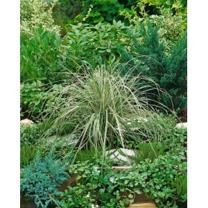 Calamagrostis Overdam Ziergras mit gestreiften Blättern im Gartenbeet.