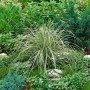 Calamagrostis Overdam Ziergras mit gestreiften Blättern im Gartenbeet.