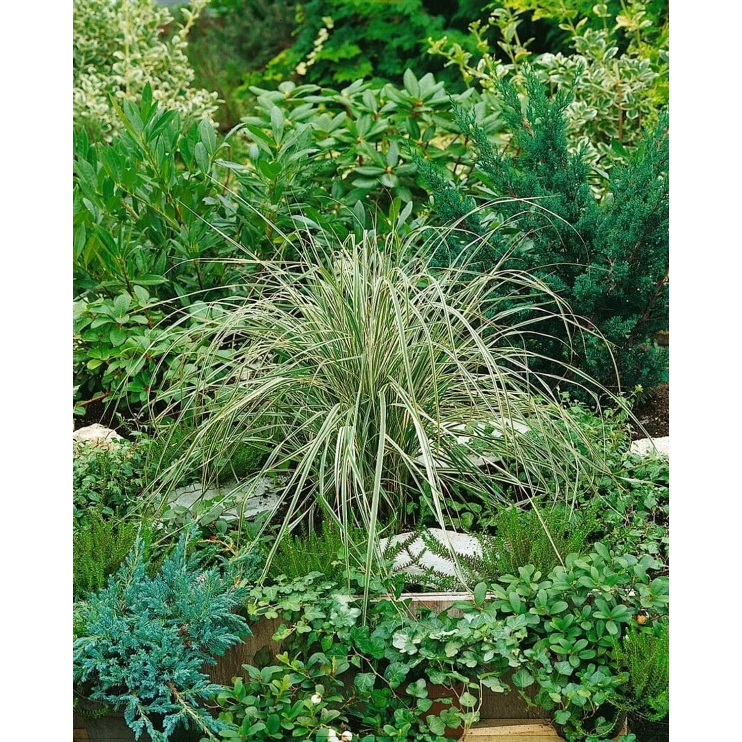 Calamagrostis Overdam Ziergras mit gestreiften Blättern im Gartenbeet.