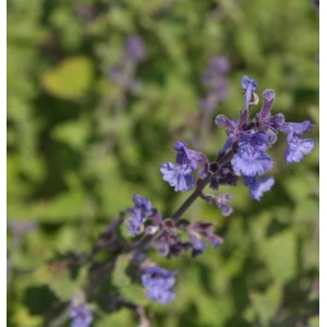 Nahaufnahme der blau-violetten Blüten der Katzenminze 'Kit Cat' (Nepeta faassenii) Staude.