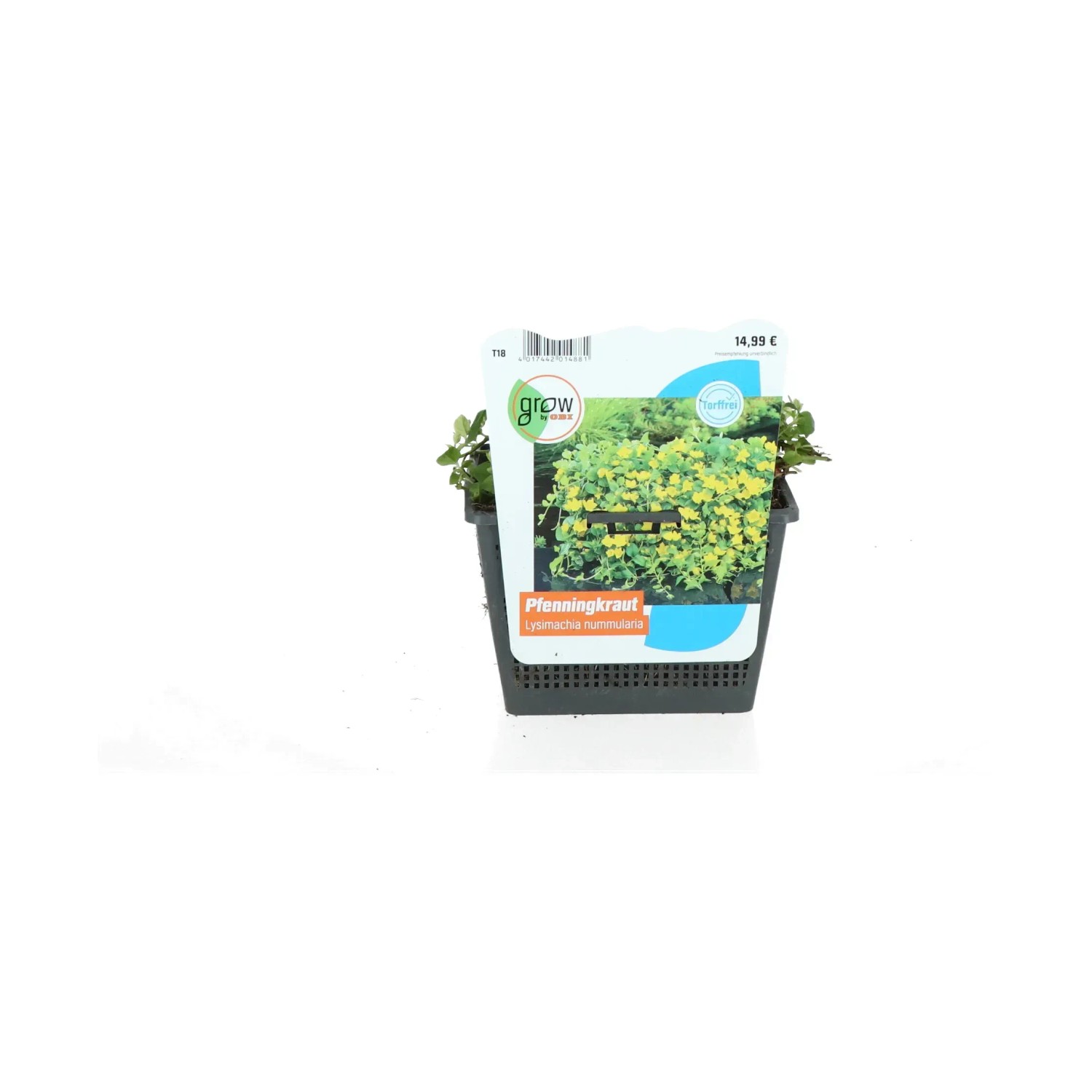 Pfennigkraut Gelb Topf-Ø ca. 18 cm Lysimachia nummularia