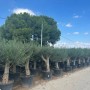 Reihe von verzweigten Olivenbäumen (Olea Europaea Koroneiki) im Topf, ca. 220 cm hoch.