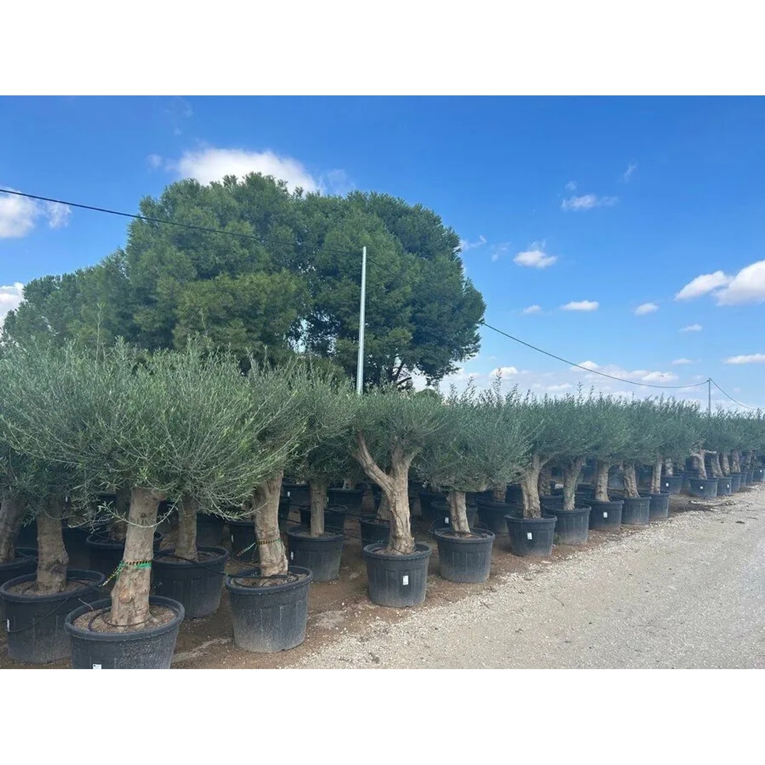 Reihe von verzweigten Olivenbäumen (Olea Europaea Koroneiki) im Topf, ca. 220 cm hoch.