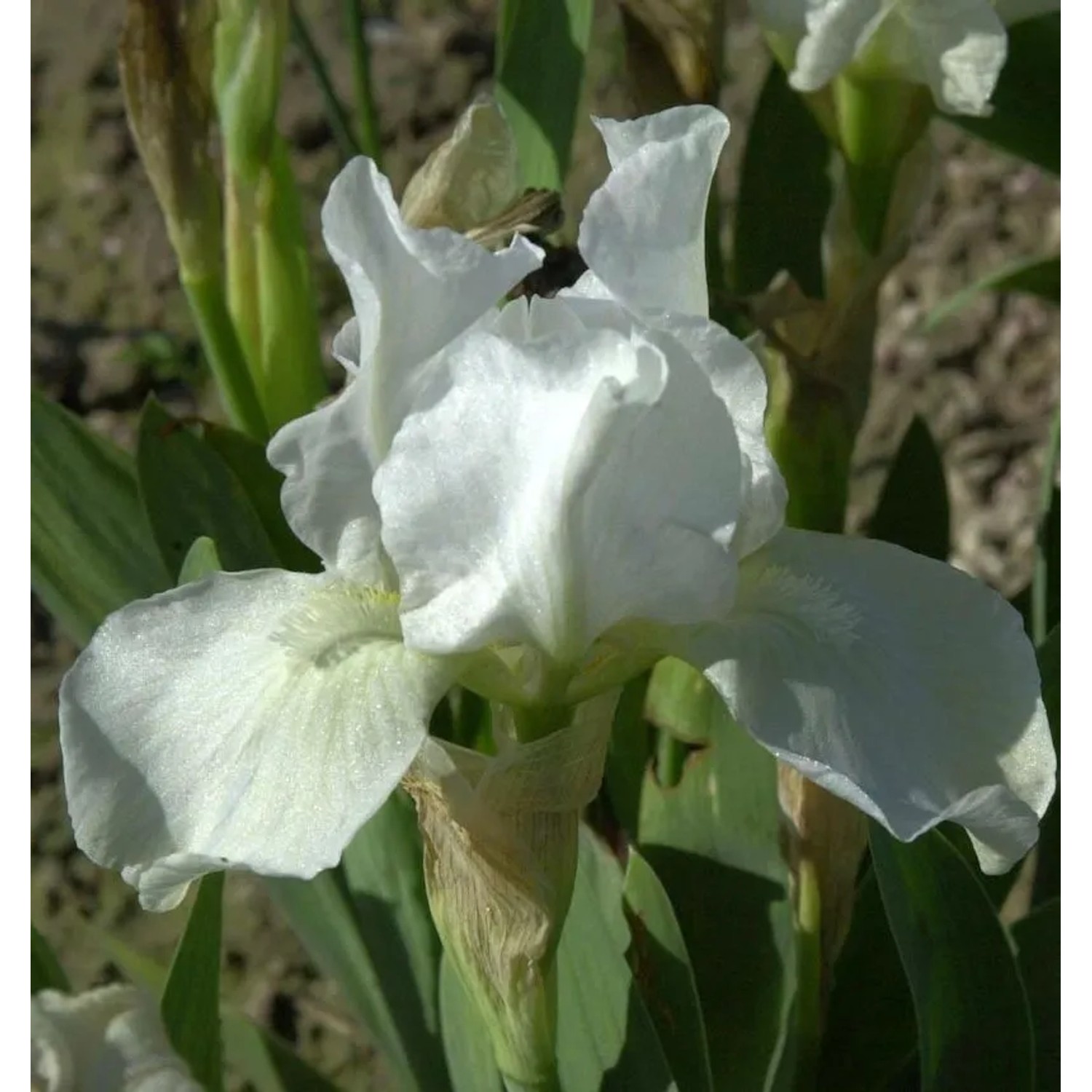 Schwertlilie English Cottage - Iris barbata