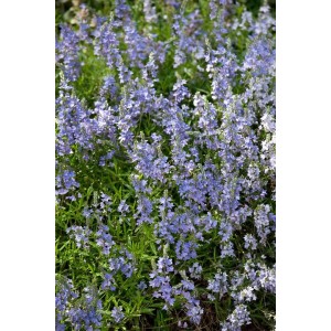 Blühender, blauer Ehrenpreis (Veronica Prostrata) als Bodendecker im Garten.