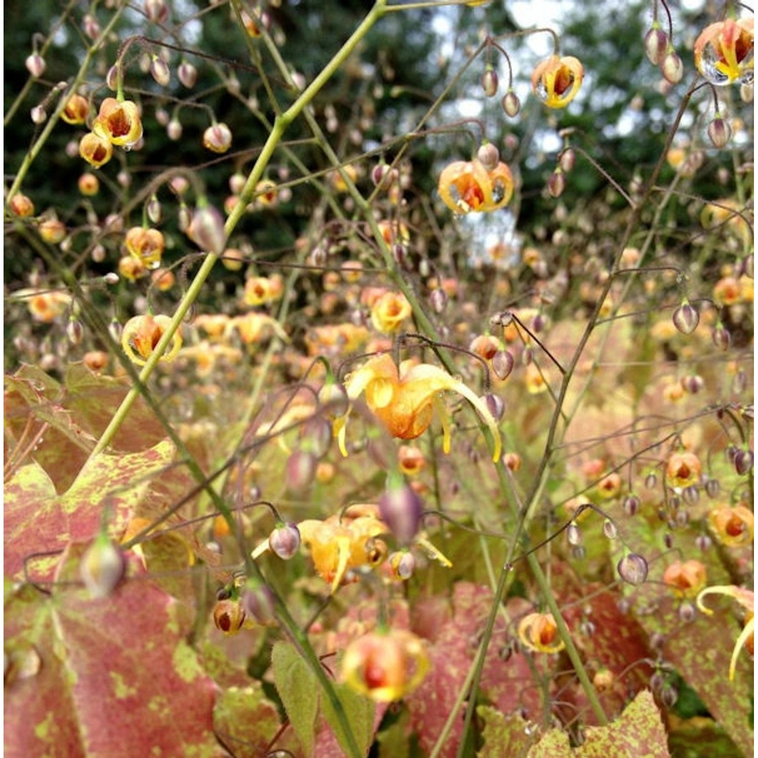 Cambridge Elfenblume - Epimedium cantabrigiense günstig online kaufen