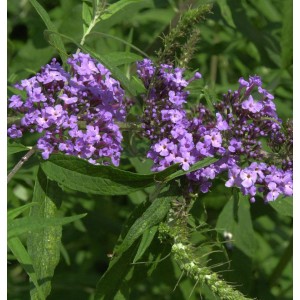 Nahaufnahme des Schmetterlingsflieder Summer Bird Violet mit violetten Blüten.