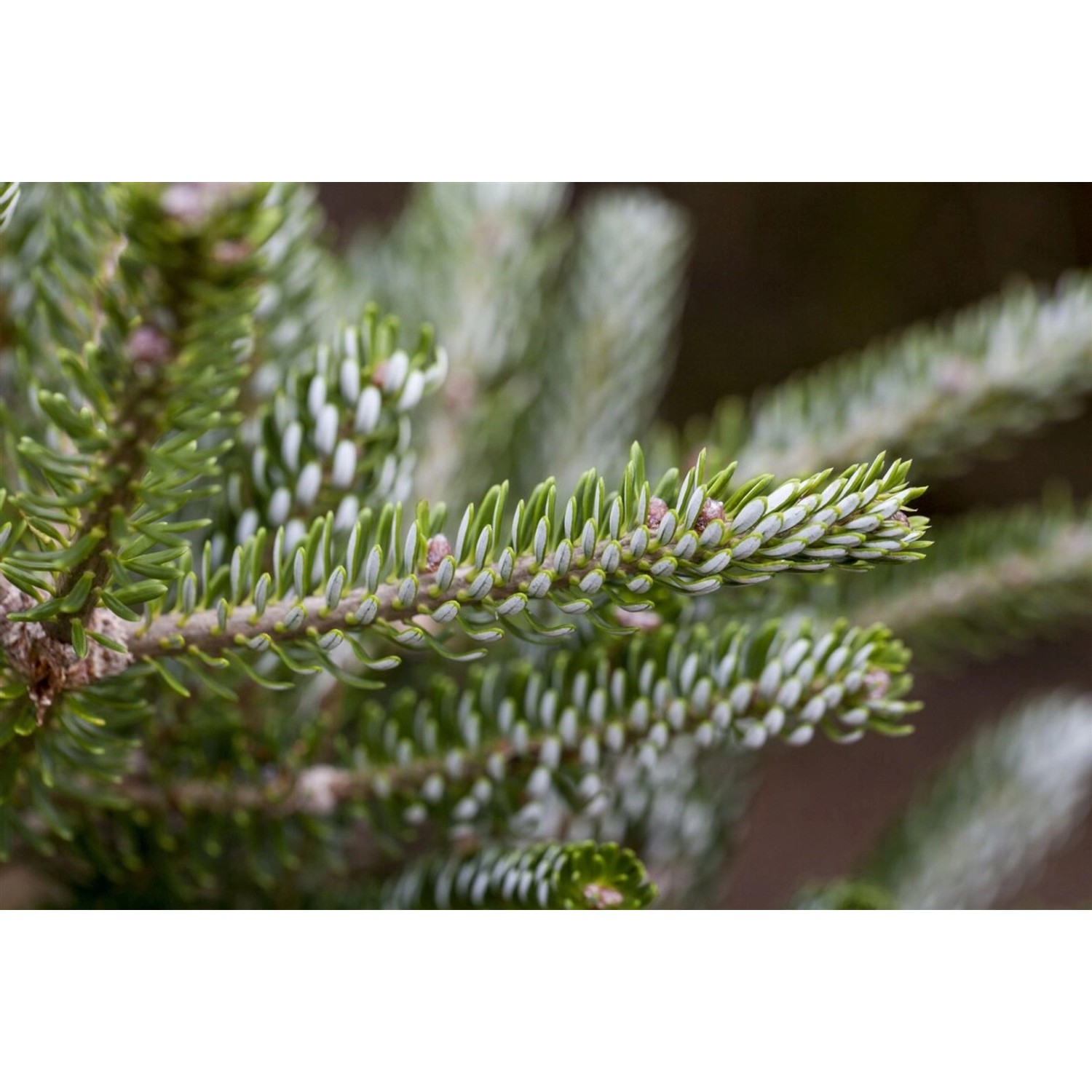 Abies Koreana Silberlocke Tanne Silberne Nadeln 100–125 cm günstig online kaufen