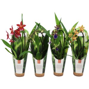 Verschiedenfarbige Cambria-Orchideen im Topf, sortiert. Dekorative Zimmerpflanzen.