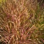 Chinaschilf Purpur - Miscanthus purpurascens