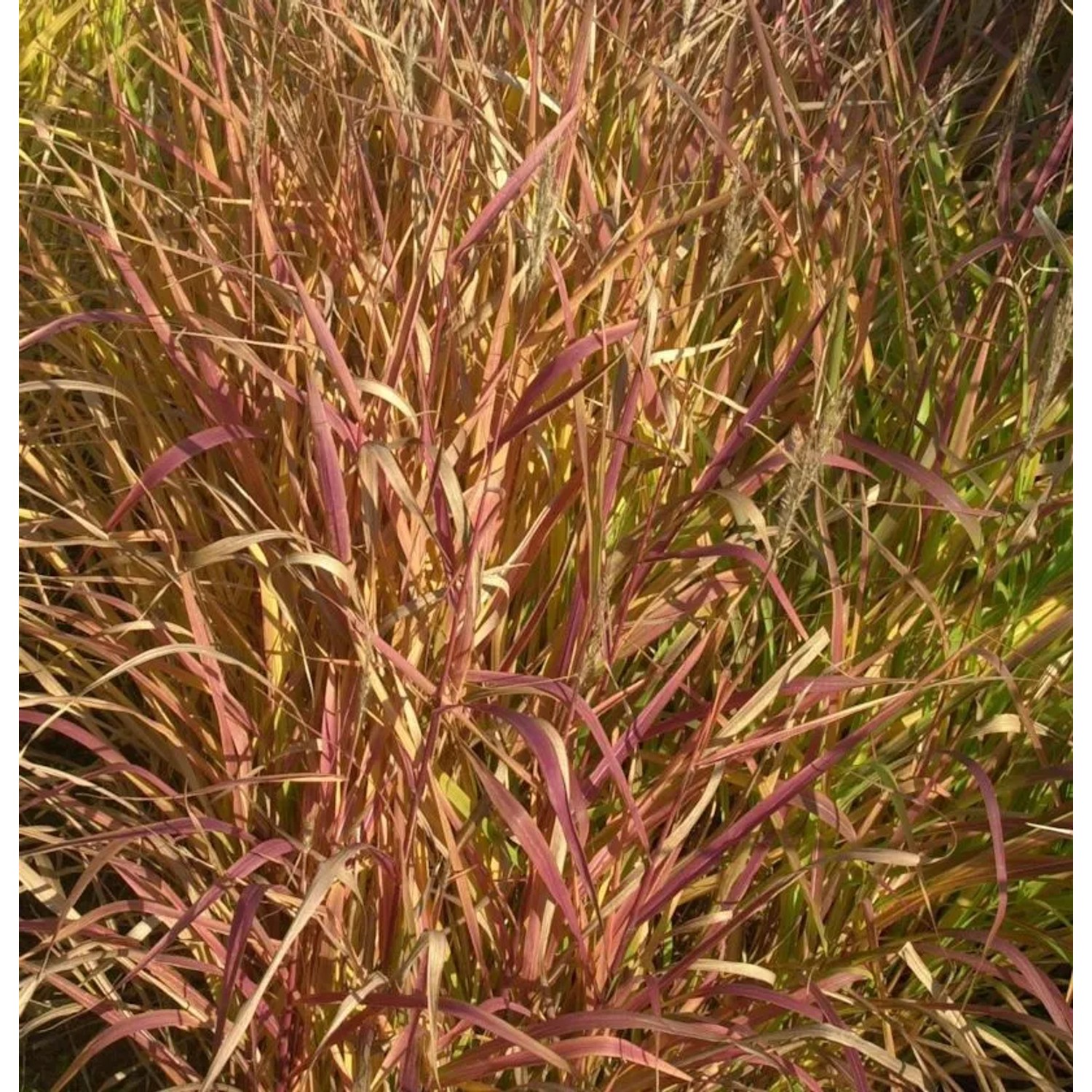 Chinaschilf Purpur - Miscanthus purpurascens