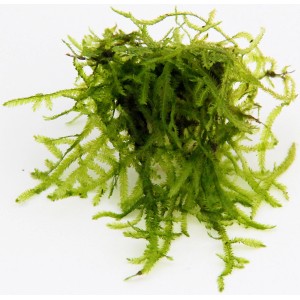 Dennerle Weeping Moos Aquariumpflanze In-Vitro: filigranes, hellgrünes Moos für Aquarien.