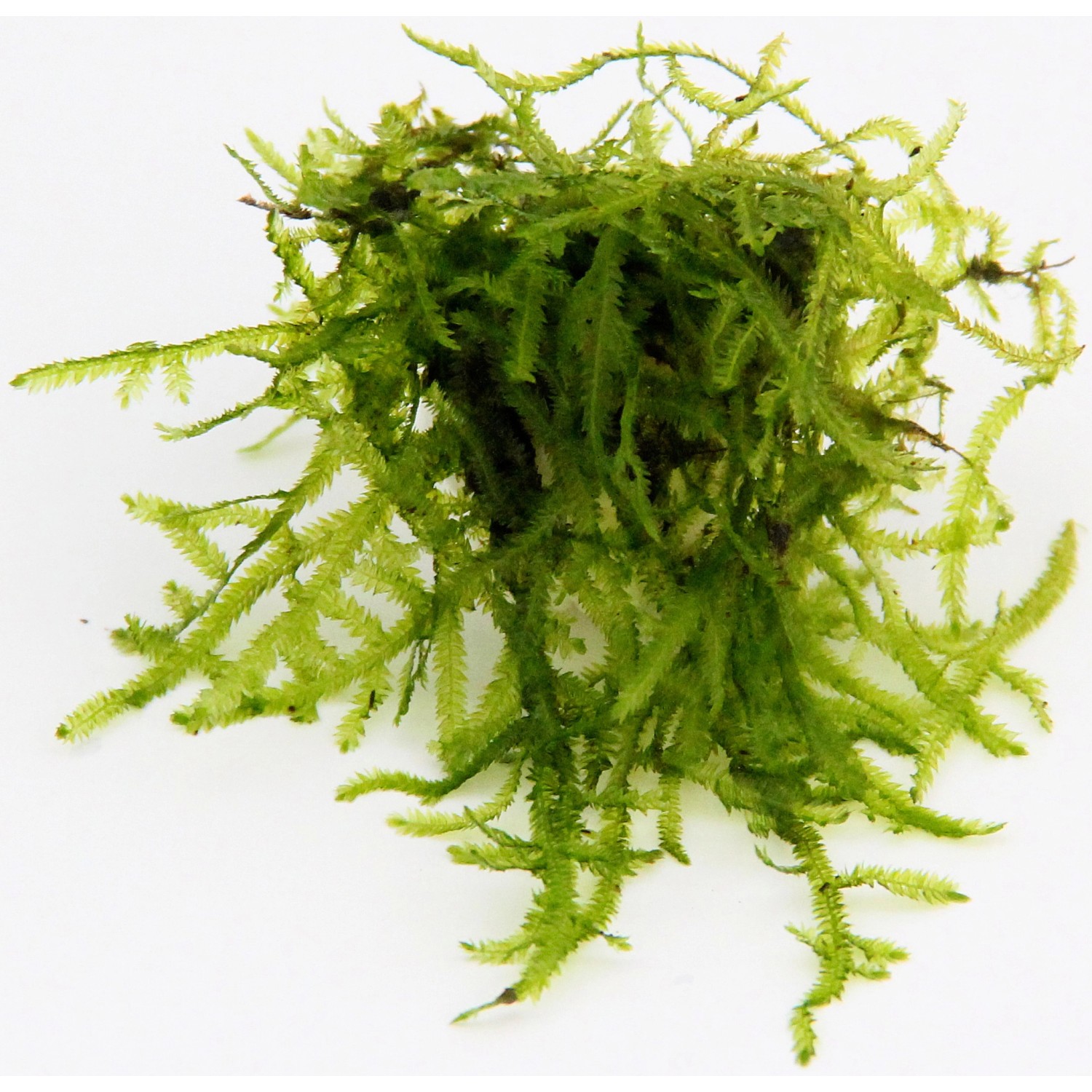 In-Vitro Aquariumplanten Mix - Plantenmix