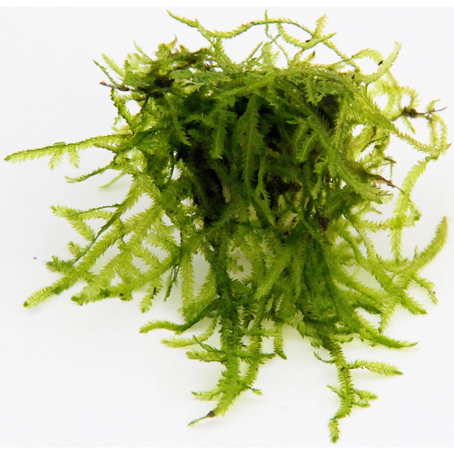 Dennerle Plants Aquariumpflanze Vesicularia Ferriei Weeping Moos In-Vitro