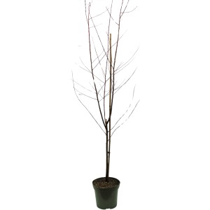 Bio Zwerg Nektarine Stämmchen im Topf, ca. 60-80cm hoch.