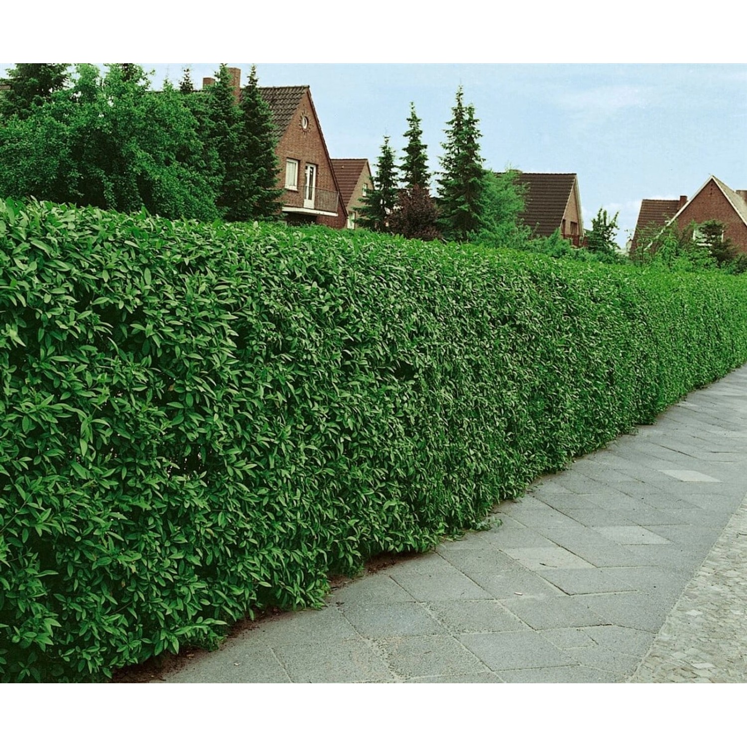 Ligustrum Vulgare Atrovirens Liguster Kugel 140–160 cm günstig online kaufen