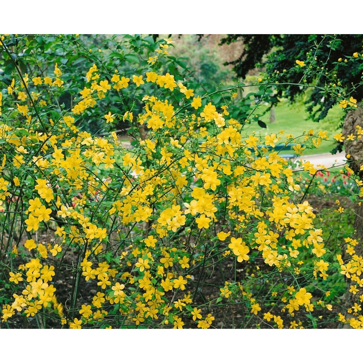 Kerria Japonica Ranunkelstrauch Golden Guinea 40-60 cm günstig online kaufen
