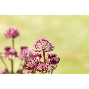 Rosa Sterndolde "Pink Button" im Topf, eine bienenfreundliche Staude für Beet und Garten.