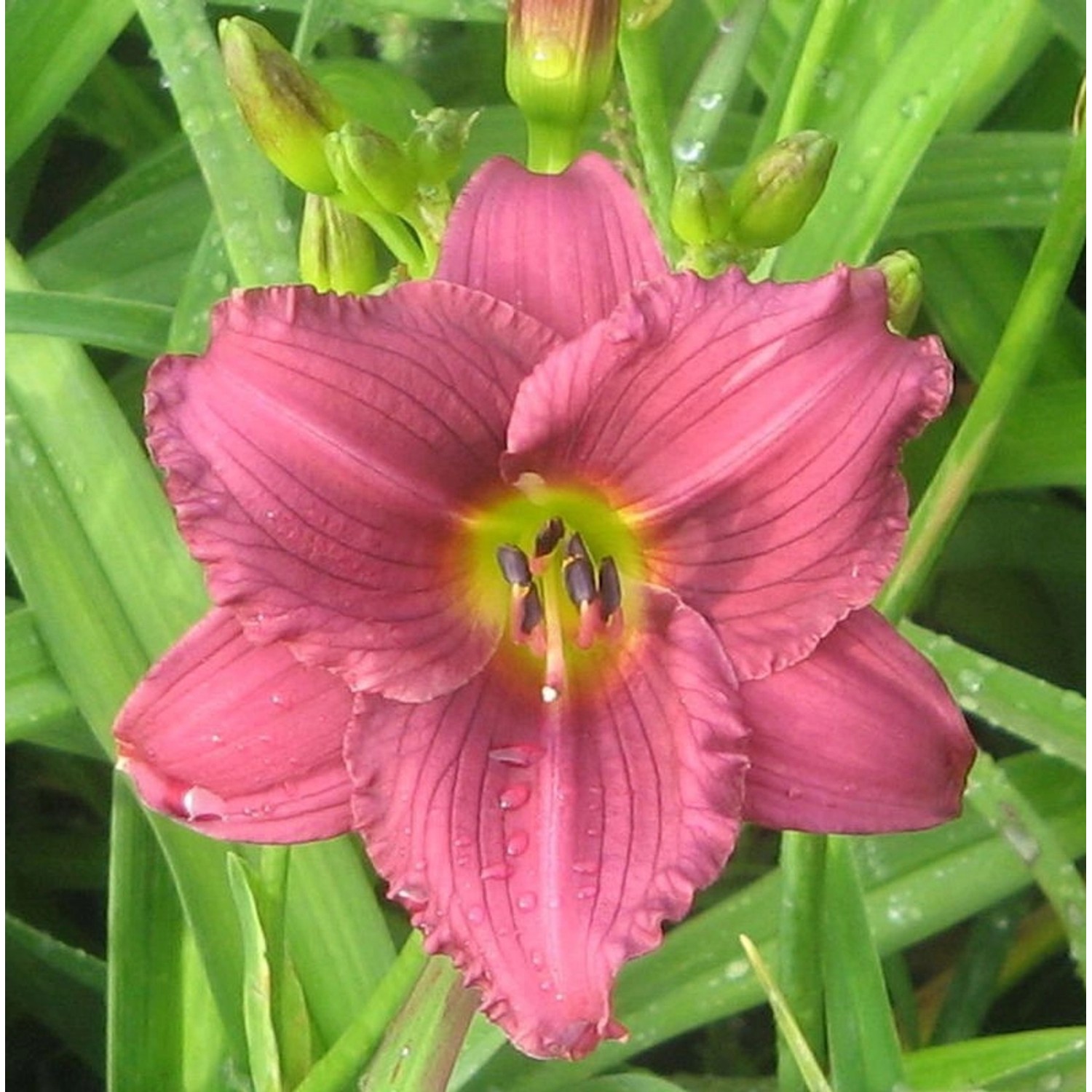 Taglilie Little Grapette - Hemerocallis cultorum günstig online kaufen