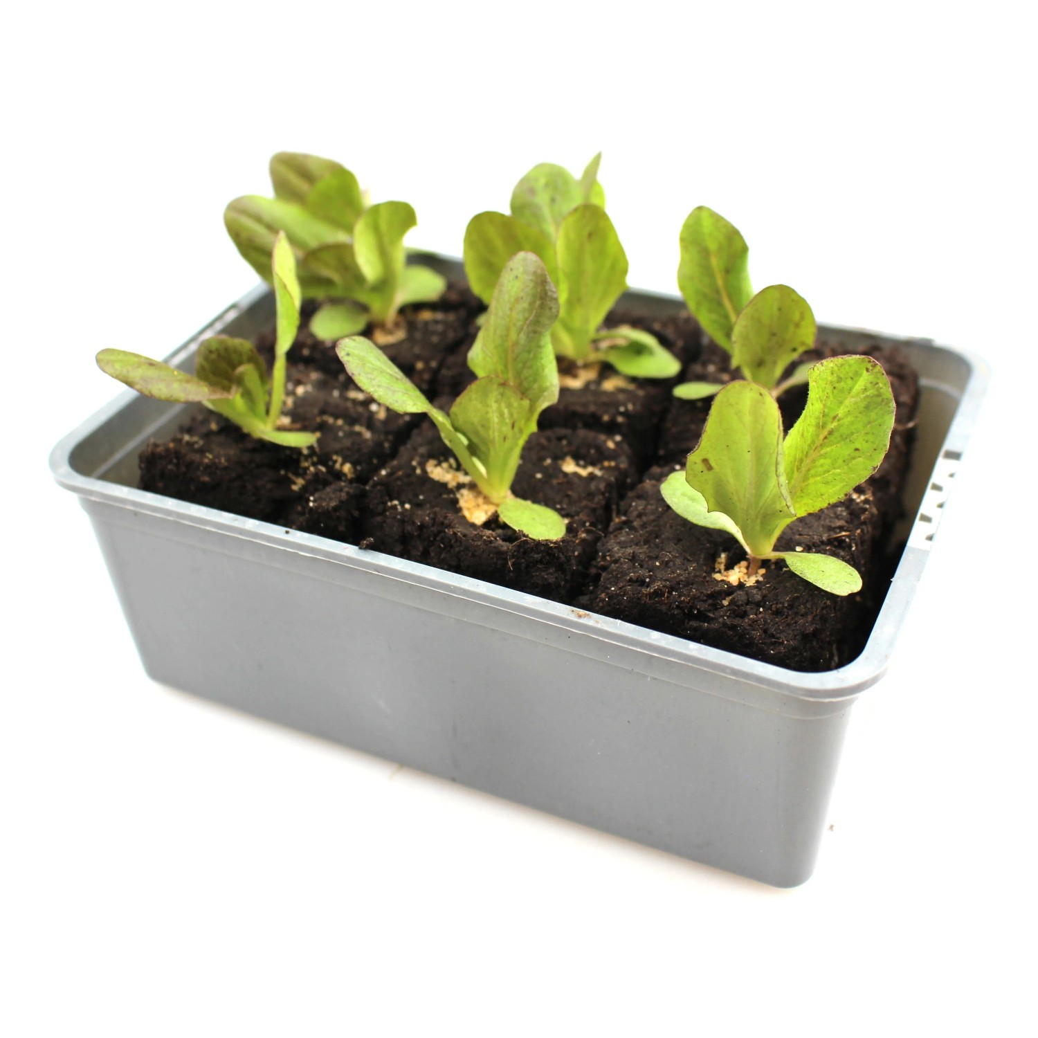 GROW by OBI Salatherzen Rot 6er Schale Lactuca sativa