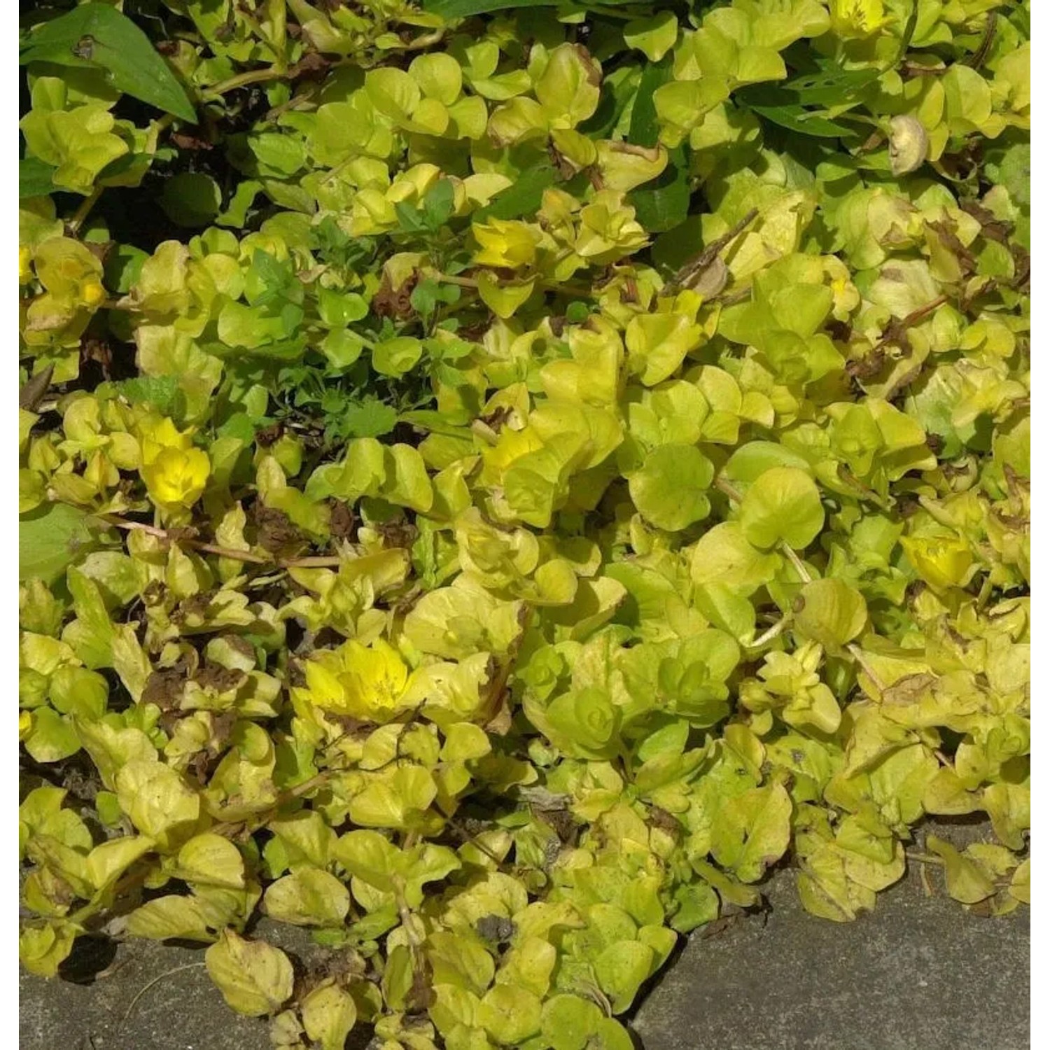 Pfennigkraut Aurea - Lysimachia nummularia Aurea
