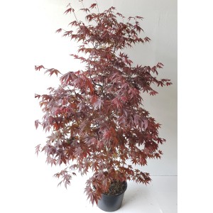 Roter Fächerahorn (Acer Palmatum Atropurpureum) im Topf, ca. 130-140cm hoch, mit filigranen, roten Blättern.