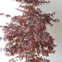 Roter Fächerahorn (Acer Palmatum Atropurpureum) im Topf, ca. 130-140cm hoch, mit filigranen, roten Blättern.