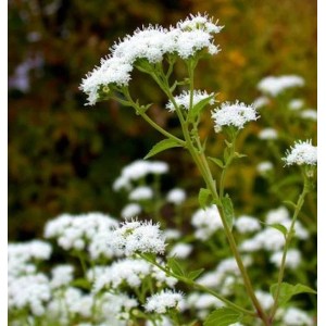 Wasserdost 'Ivory Towers': Staude mit weißen Blüten im Garten.