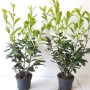 Zwei Kirschlorbeer Pflanzen (Prunus Rotundifolia) im Topf, Höhe 60-80 cm, ideal als Heckenpflanzen.