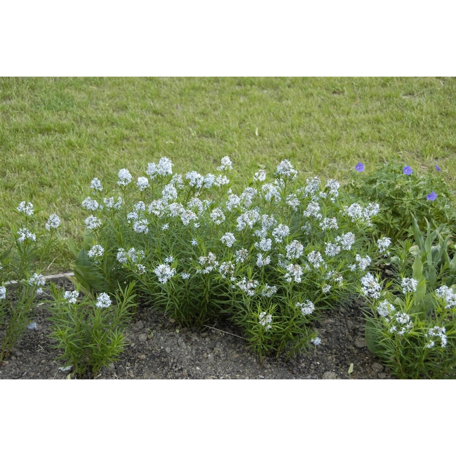 Amsonia Hubrichtii Ca. 9x9 cm Topf günstig online kaufen