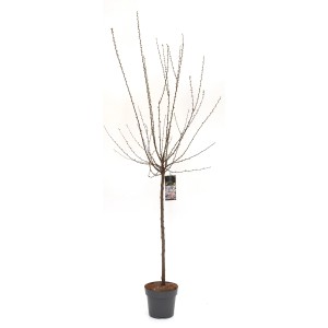 Mandelbäumchen (Prunus triloba) im Topf, ca. 80-100 cm hoch, Zierstrauch für Garten & Balkon.