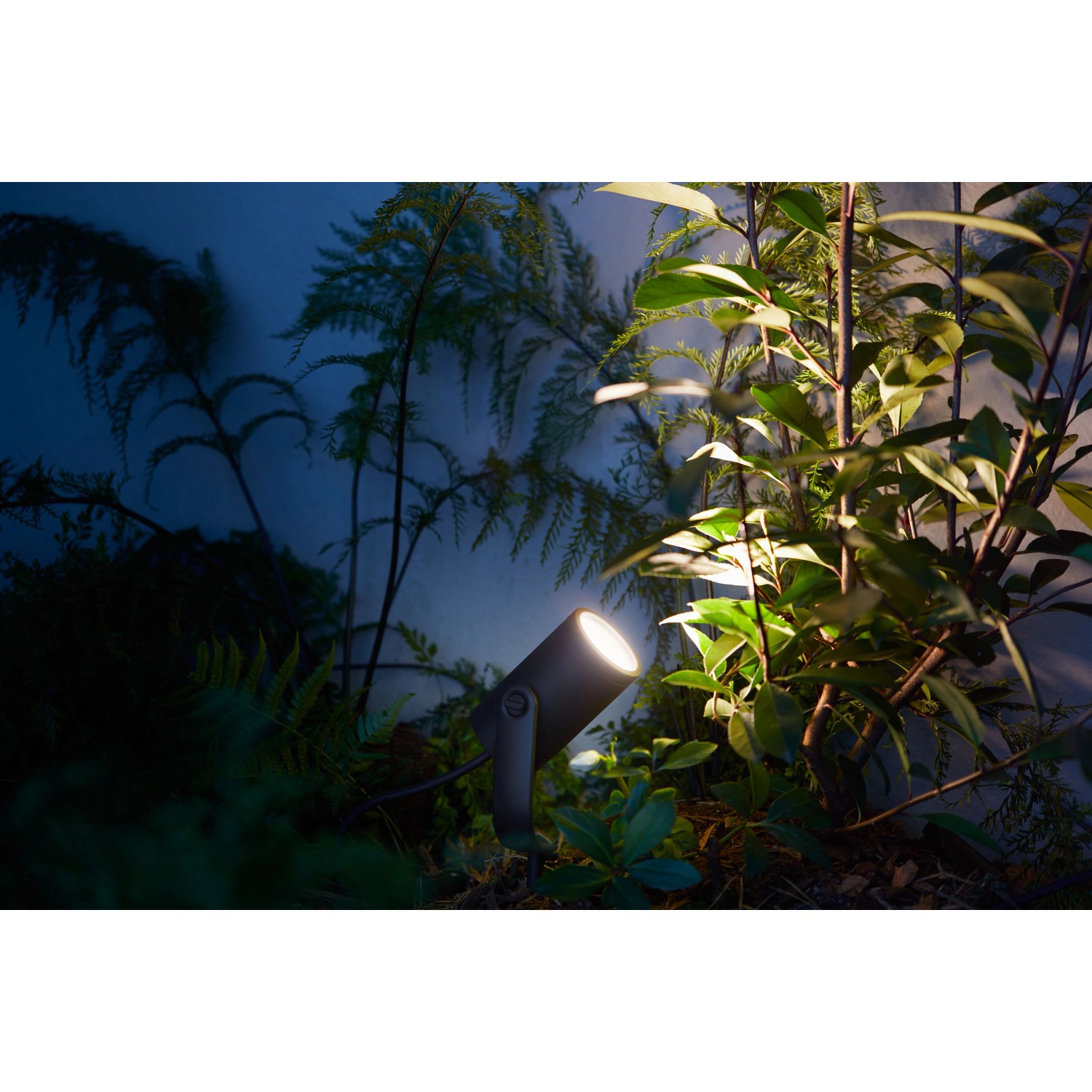 Philips Hue Lily LED-Gartenstrahler, 1-flammig, schwarz, im Gartenbeet.