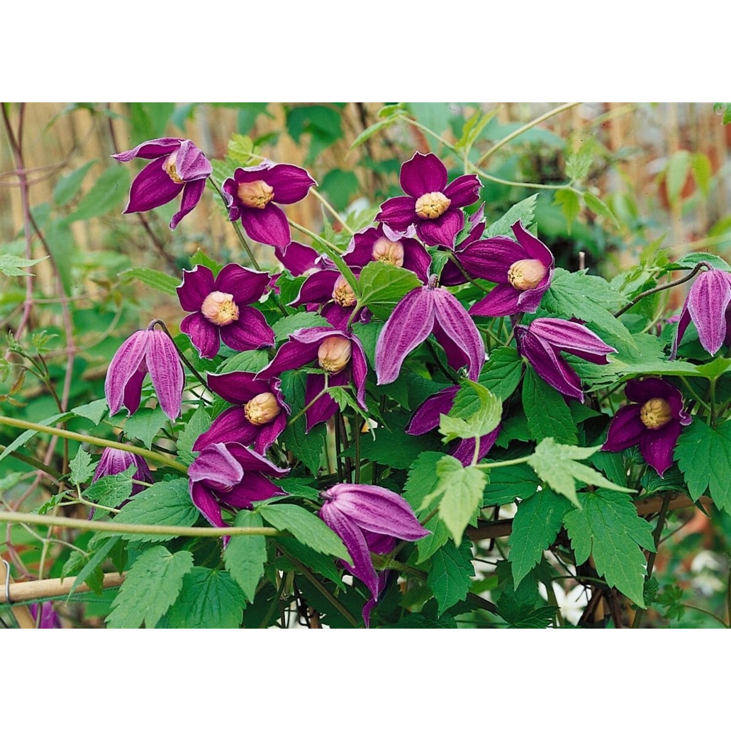 Clematis Alpina Octopus Alpen-Waldrebe Blauviolett 100–150 cm günstig online kaufen