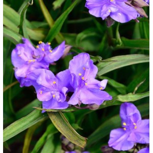 Dreimasterblume Concorde Grape (Tradescantia andersoniana) mit lila Blüten.