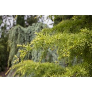 Nahaufnahme der Nadeln einer Europäischen Lärche (Larix Decidua), Hausbaum für den Garten.