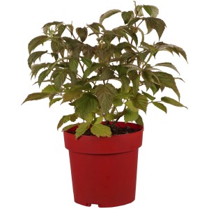 Himbeere "Autumn Chef" Höhe ca. 30 cm Topf ca. 3,4 l Rubus idaeus