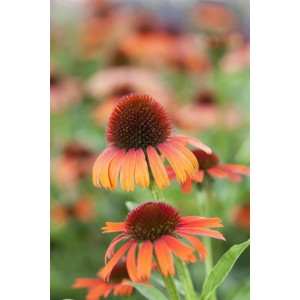 Orangefarbener Purpur-Sonnenhut (Echinacea purpurea) im Topf, Detailaufnahme.