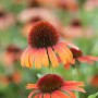 Orangefarbener Purpur-Sonnenhut (Echinacea purpurea) im Topf, Detailaufnahme.