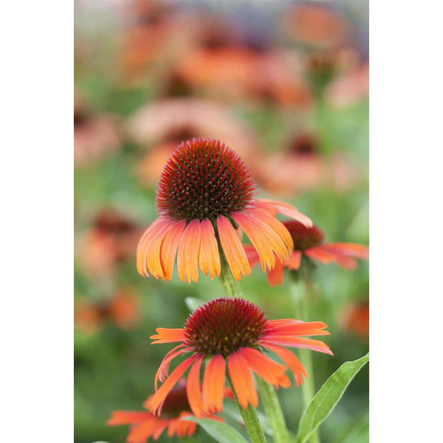 Orangefarbener Purpur-Sonnenhut (Echinacea purpurea) im Topf, Detailaufnahme.