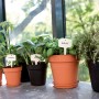 Elho Anzuchttöpfe Green Basics, Ø 13cm, mit Kräutern und Gemüsepflanzen in Schwarz und Living Schwarz.