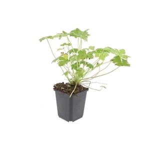 Blut-Storchschnabel 'Tiny Monster' im 9cm Topf, ein kompakter Bodendecker. Set mit 20 Pflanzen.