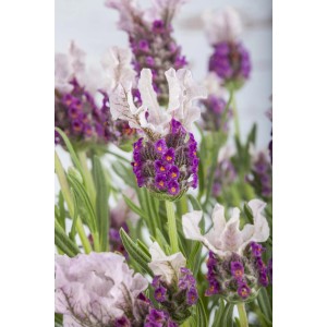 Nahaufnahme des lila GROW by OBI Lavendel (Lavandula stoechas) mit zarten Blüten.