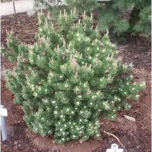 Strauchkiefer Laurin (Pinus mugo) 50-60cm im Gartenbeet.