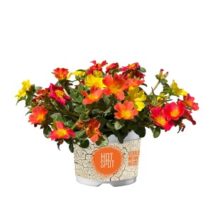 Portulakröschen 'Twin Hot Spot' im Topf mit gelben, orangen und roten Blüten.