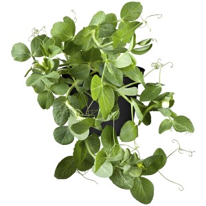 Junge, grüne Erbse (Pisum sativum) im Topf, ideal für Beet, Kasten oder Kübel.